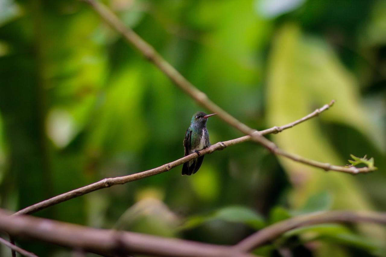 Couleur Locale Paramaribo Zewnętrze zdjęcie
